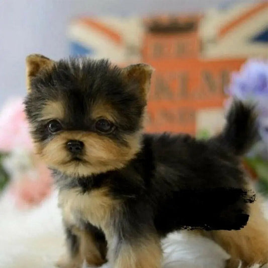 Realistic Yorkie Doll Toy Fluffy Puppy Dog Plush Puppy Baby Cute Kawaii Children Kids Birthday Gift